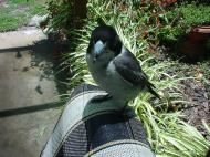 Asisbiz Butcher Bird Marcus Beach 01