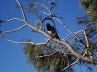 Asisbiz Butcher Bird Marcus Beach 02