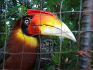 Asisbiz Caged Birds Philippines Cebu 02