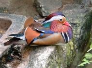 Asisbiz Duck Penang Butterfly Park 01