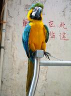 Asisbiz Parrot Hong Kong 01