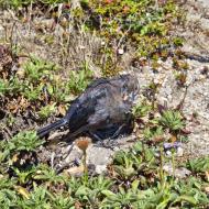 Asisbiz Pebble Beach 17 Mile Drive facing Spanish Bay Monterey California July 2011 02