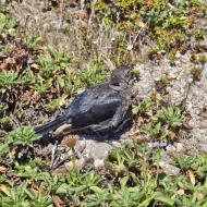 Asisbiz Pebble Beach 17 Mile Drive facing Spanish Bay Monterey California July 2011 03