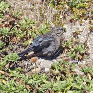 Asisbiz Pebble Beach 17 Mile Drive facing Spanish Bay Monterey California July 2011 04