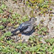 Asisbiz Pebble Beach 17 Mile Drive facing Spanish Bay Monterey California July 2011 05