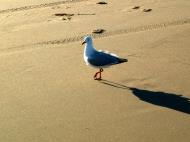 Asisbiz Seagull Marcus Beach Qld 01