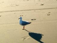 Asisbiz Seagull Marcus Beach Qld 02