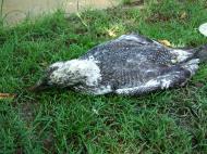 Asisbiz Storm Bird Australia Marcus Beach Queensland 01