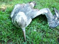 Asisbiz Storm Bird Australia Marcus Beach Queensland 02