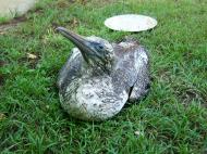 Asisbiz Storm Bird Australia Marcus Beach Queensland 03