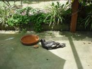 Asisbiz Storm Bird Australia Marcus Beach Queensland 05