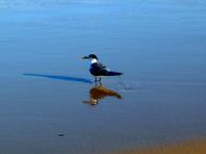 Asisbiz Turn Marcus Beach Qld 01