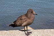 Asisbiz Young Gull Larus californicus with a eye bad injury Sausalito Richardson Bay 01