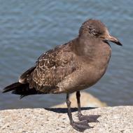 Asisbiz Young Gull Larus californicus with a eye bad injury Sausalito Richardson Bay 02