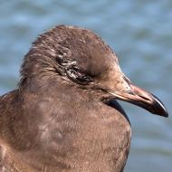 Asisbiz Young Gull Larus californicus with a eye bad injury Sausalito Richardson Bay 03