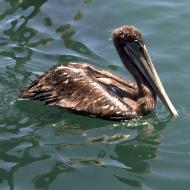 Asisbiz Brown Pelican Juvenile Pelecanus occidentalis Old Fishermans Grotto Wharf Monterey 11