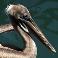 Asisbiz Brown Pelican Juvenile Pelecanus occidentalis Old Fishermans Grotto Wharf Monterey 17