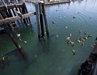 Asisbiz Brown Pelican Juvenile Pelecanus occidentalis Old Fishermans Grotto Wharf Monterey 22