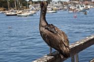 Asisbiz Brown Pelican Juvenile Pelecanus occidentalis Wharf 2 Monterey CA July 2011 29