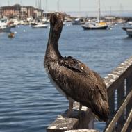 Asisbiz Brown Pelican Juvenile Pelecanus occidentalis Wharf 2 Monterey CA July 2011 32