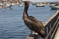 Asisbiz Brown Pelican Juvenile Pelecanus occidentalis Wharf 2 Monterey CA July 2011 33