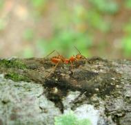 Asisbiz Ants Mango Ants Philippines 03