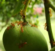 Asisbiz Ants Mango Ants Philippines 08