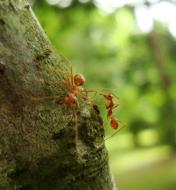 Asisbiz Ants Mango Ants Philippines 13