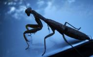 Asisbiz Australia Queensland Praying Mantis 01