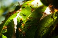 Asisbiz Golden Mango Ant Philippines 04