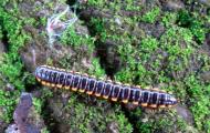 Asisbiz centipedes philippines 01