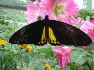 Asisbiz Butterfly Malaysia Cameron Highland Butterfly Park 03