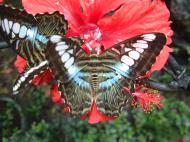 Asisbiz Butterfly Malaysia Penang Butterfly Park 01