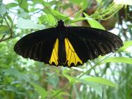 Asisbiz Butterfly Malaysia Penang Butterfly Park 04