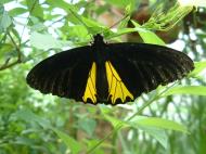 Asisbiz Butterfly Malaysia Penang Butterfly Park 05