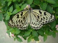 Asisbiz Butterfly Malaysia Penang Butterfly Park 07