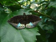 Asisbiz Butterfly Malaysia Penang Butterfly Park 08