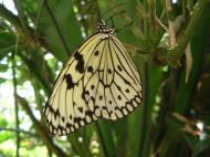 Asisbiz Butterfly Malaysia Penang Butterfly Park 11