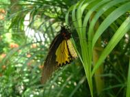 Asisbiz Butterfly Malaysia Penang Butterfly Park 12