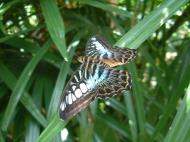 Asisbiz Butterfly Malaysia Penang Butterfly Park 13