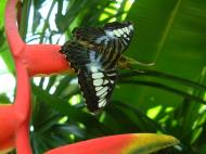 Asisbiz Butterfly Malaysia Penang Butterfly Park 14