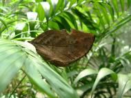 Asisbiz Butterfly Malaysia Penang Butterfly Park 15