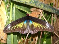 Asisbiz Butterfly Malaysia Penang Butterfly Park 16