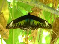Asisbiz Butterfly Malaysia Penang Butterfly Park 17