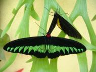 Asisbiz Butterfly Malaysia Penang Butterfly Park 19