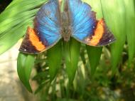 Asisbiz Butterfly Malaysia Penang Butterfly Park 20