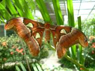 Asisbiz Butterfly Malaysia Penang Butterfly Park 22