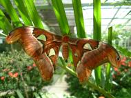 Asisbiz Butterfly Malaysia Penang Butterfly Park 23