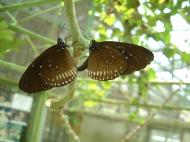 Asisbiz Butterfly Malaysia Penang Butterfly Park 25