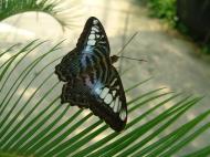 Asisbiz Butterfly Malaysia Penang Butterfly Park 26